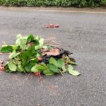 रात­भर सड़क पर पड़ा रहा शव, सुबह उजागर हुआ हादसा