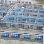 बंद पड़े खदान में केज कल्चर से आत्मनिर्भर बने सैमुअल मुर्मू — पाकुड़ जिले में मत्स्य पालन का प्रेरक उदाहरण