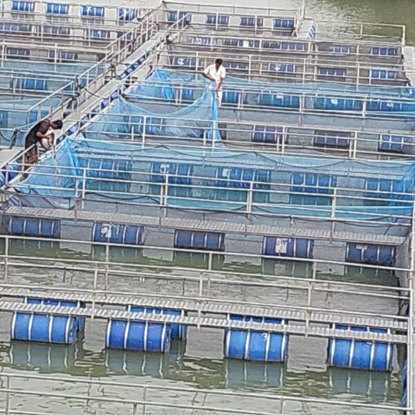 बंद पड़े खदान में केज कल्चर से आत्मनिर्भर&hellip;