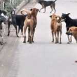 चिरमिरी में आवारा कुत्तों का आतंक, महिला गंभीर रूप से घायल