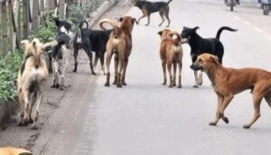 चिरमिरी में आवारा कुत्तों का आतंक, महिला गंभीर&hellip;