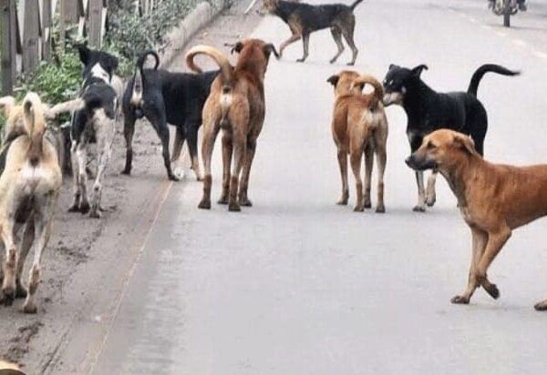 चिरमिरी में आवारा कुत्तों का आतंक, महिला गंभीर&hellip;