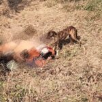 हमीरपुर में खेत में अज्ञात महिला का शव मिला